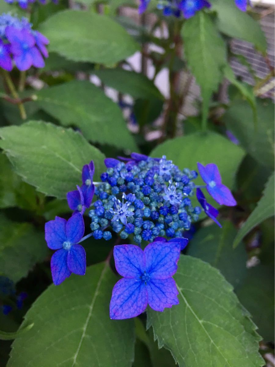 4 七変化 山あじさい 寒くなると落葉して茎だけになります 苔玉 盆栽 寄せ植え アジサイ アジサイ 売買されたオークション情報 Yahooの商品情報をアーカイブ公開 オークファン Aucfan Com