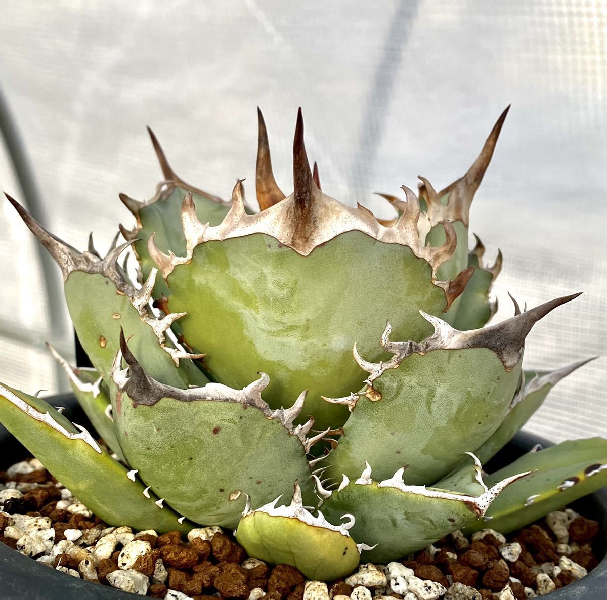 アガベ 鳳凰 アガベ チタノタ 鳳凰 アガベ agave チタノタ titanota