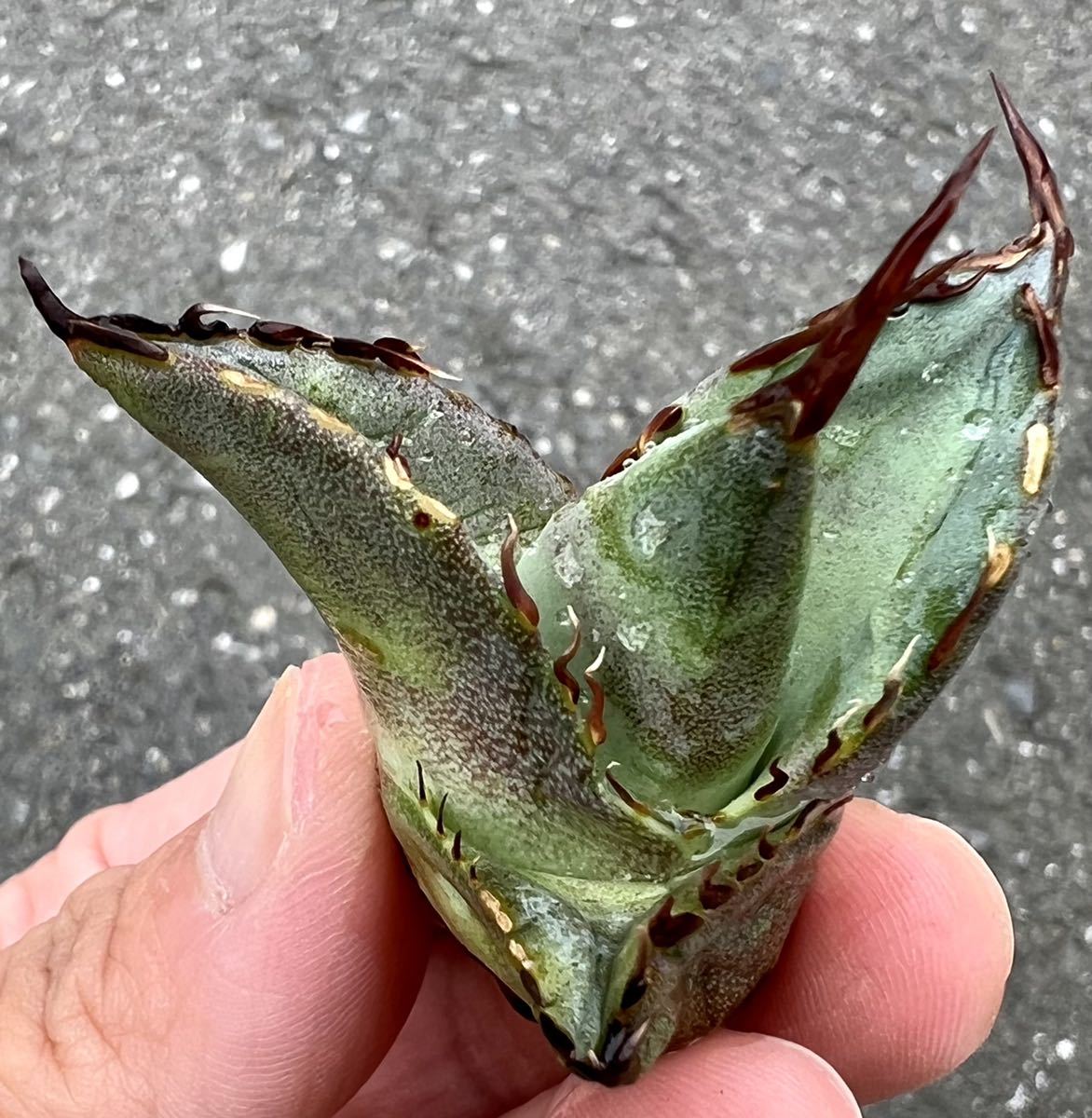 アガベ 多肉植物 チタノタ 鳳凰 厳選狂刺美株