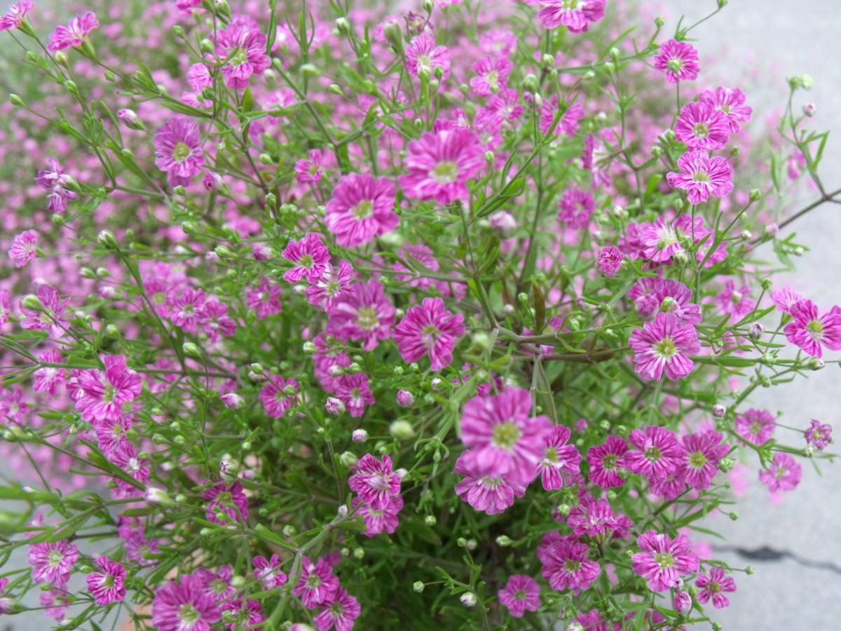 農園 ジプシー ディープピンク カスミソウ 花苗２０ポット 苗 売買されたオークション情報 Yahooの商品情報をアーカイブ公開 オークファン Aucfan Com