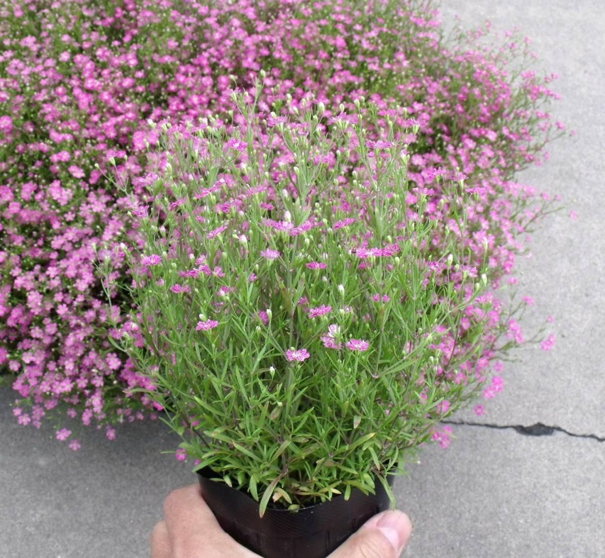 農園 ジプシー ディープピンク カスミソウ 花苗２０ポット 苗 売買されたオークション情報 Yahooの商品情報をアーカイブ公開 オークファン Aucfan Com