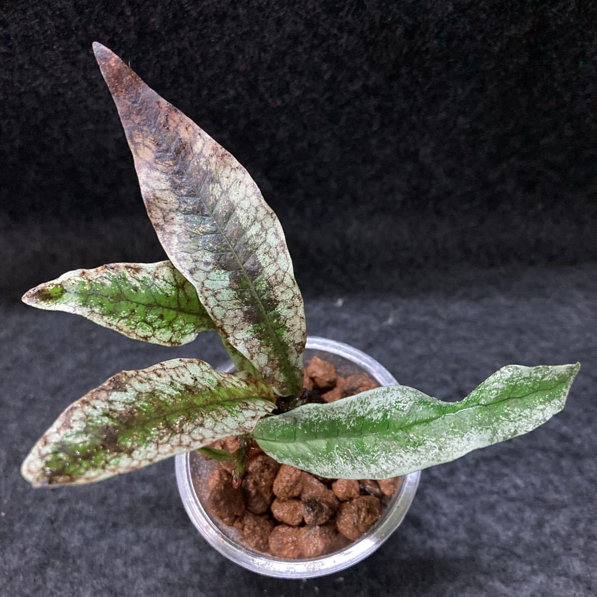 [2芽]ミクロソリウムsp.シルバーエッジ　Microsorum sp.Silver Edge 熱帯植物　パルダリウム　ビバリウム　水草　ボルビティス