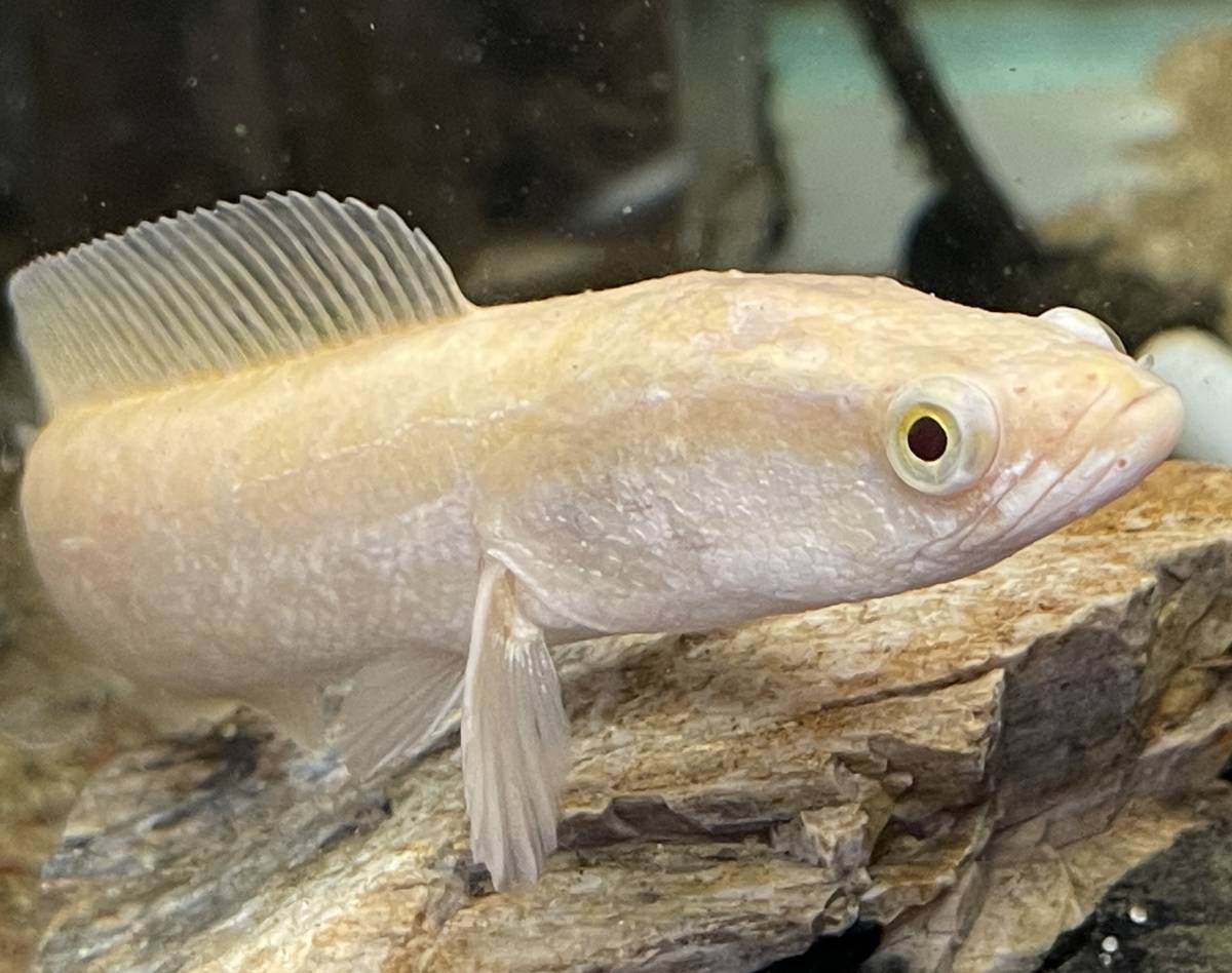 特価 綺麗 アルビノ雷魚 アルビノカムルチー 生体 肉食魚 動物食 スネークヘッド 淡水魚 鑑賞魚 ライギョ 淡水魚 売買されたオークション情報 Yahooの商品情報をアーカイブ公開 オークファン Aucfan Com