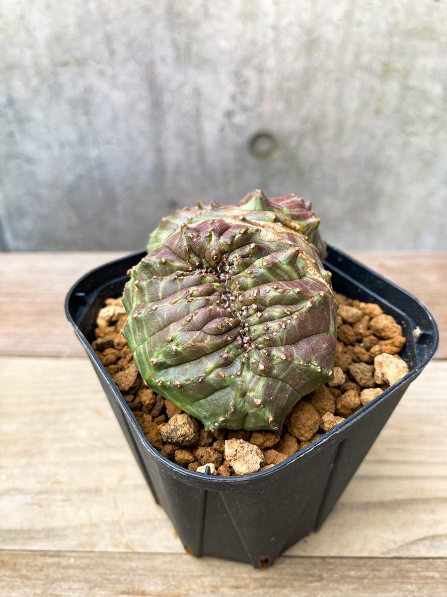 Euphorbia obesa D69【モンスト・綴化・ダブルベッド Euphorbia obesa D69【モンスト・綴化・ダブルベッド