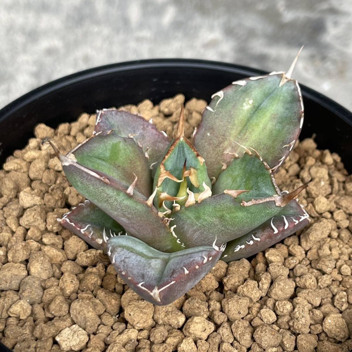 アガベ チタノタ FO076 コンパクタ agave titanota FO076 compacta 