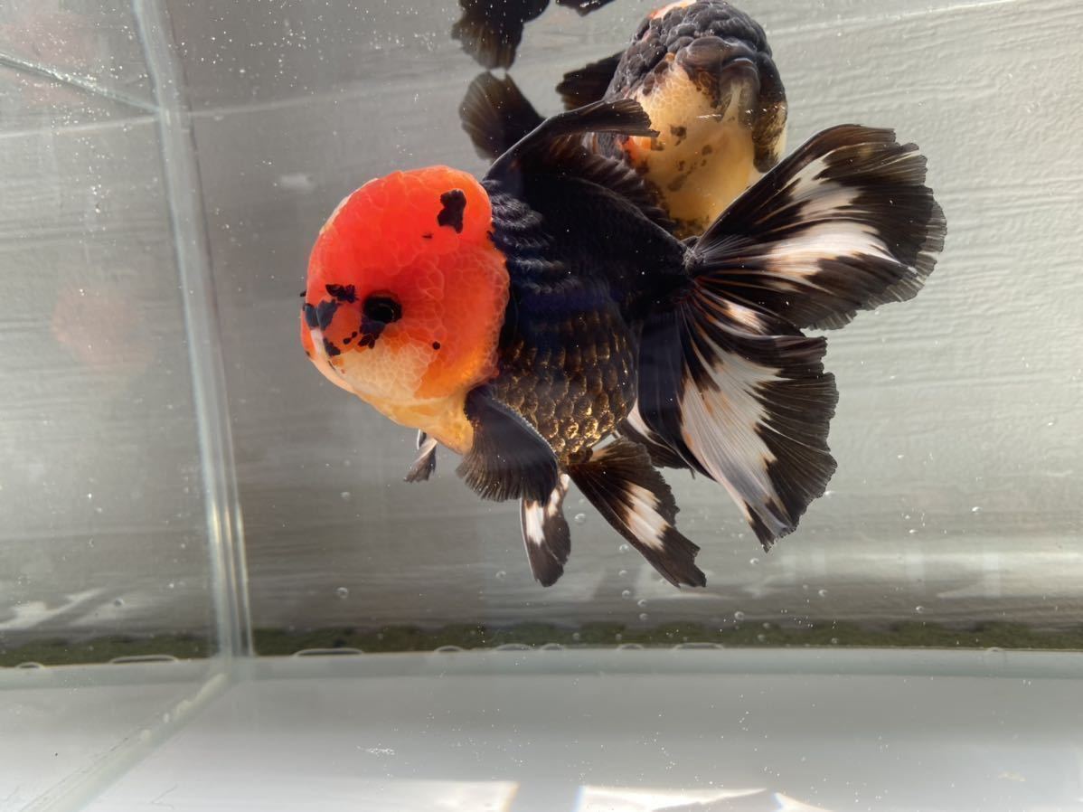 ハーフムーンオランダ 稚魚 獅子頭 売買されたオークション情報 Yahooの商品情報をアーカイブ公開 オークファン Aucfan Com