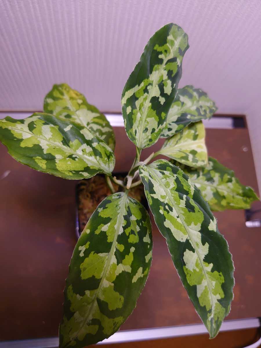 美種 Aglaonema Pictum Tricolor Kzt 087 アグラオネマ ピクタム その他 売買されたオークション情報 Yahooの商品情報をアーカイブ公開 オークファン Aucfan Com