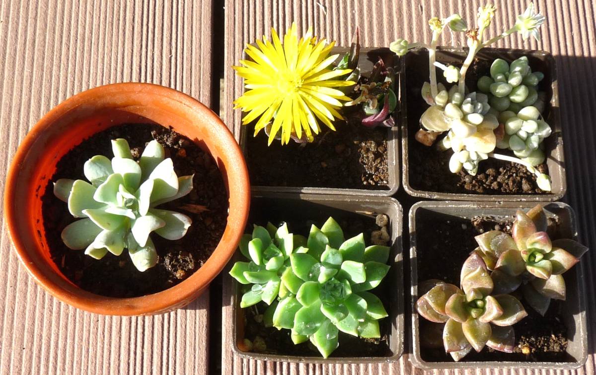 多肉植物抜き苗 5苗セット トップスプレンダー 三時草 だるま姫秀麗 マッコス ブロンズ姫 サボテン 売買されたオークション情報 Yahooの商品情報をアーカイブ公開 オークファン Aucfan Com