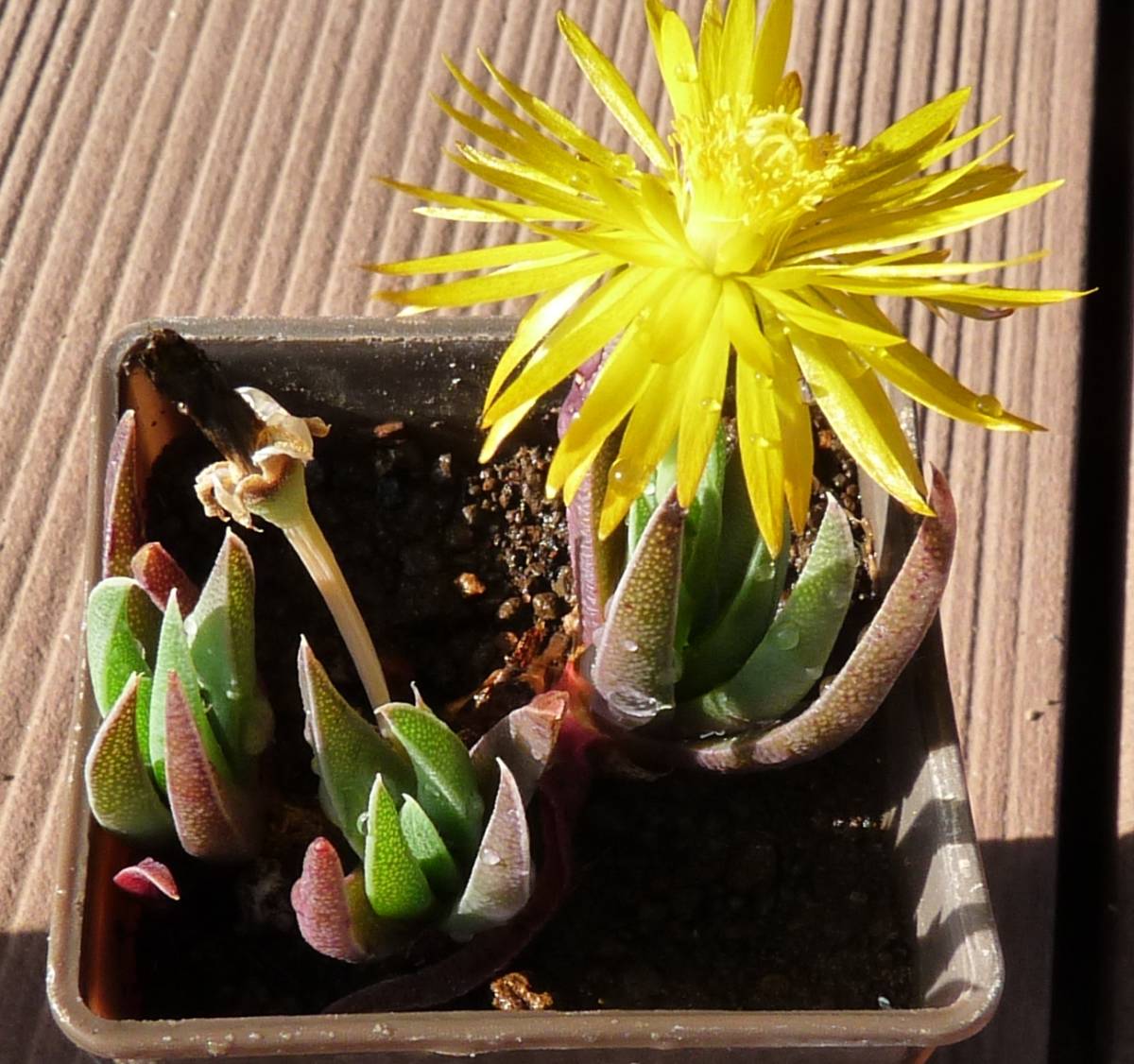 多肉植物抜き苗 5苗セット トップスプレンダー 三時草 だるま姫秀麗 マッコス ブロンズ姫 サボテン 売買されたオークション情報 Yahooの商品情報をアーカイブ公開 オークファン Aucfan Com