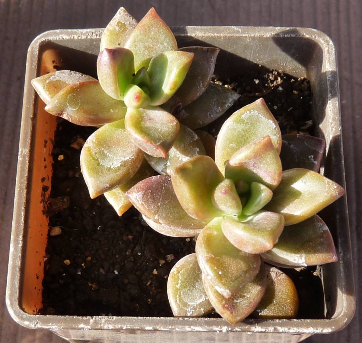 多肉植物抜き苗 5苗セット トップスプレンダー 三時草 だるま姫秀麗 マッコス ブロンズ姫 サボテン 売買されたオークション情報 Yahooの商品情報をアーカイブ公開 オークファン Aucfan Com