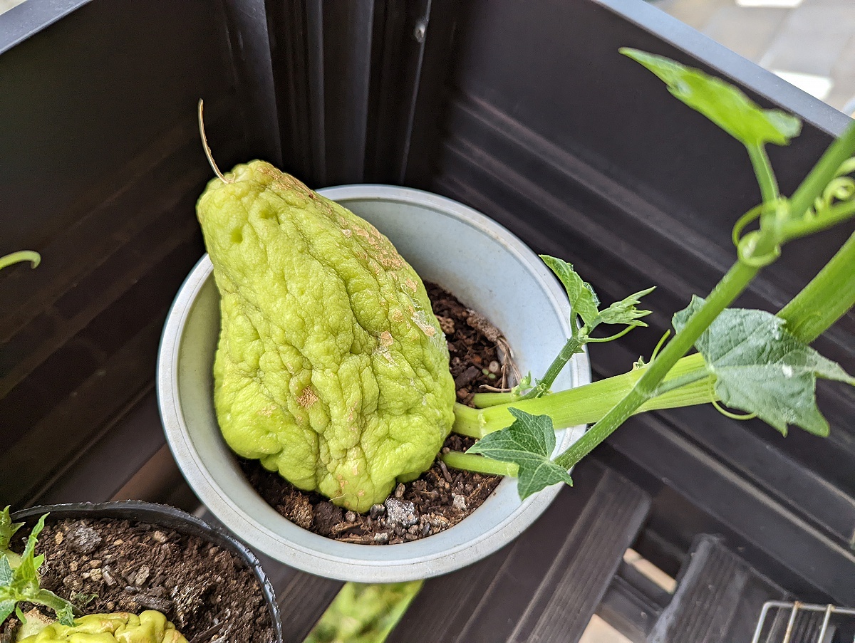 苗 ハヤトウリ 画像現物 2苗セット みどり 緑色 白も在庫あります 種ウリ植付済の苗 栽培マニュアル付 ホワイト 隼人瓜 野菜 野菜 売買されたオークション情報 Yahooの商品情報をアーカイブ公開 オークファン Aucfan Com