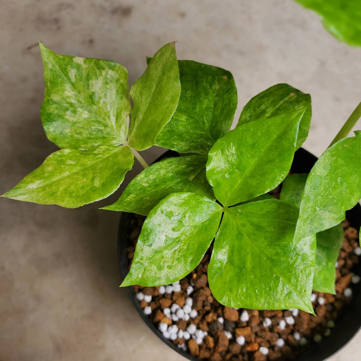 山野草 斑入り ムサシアブミ ①