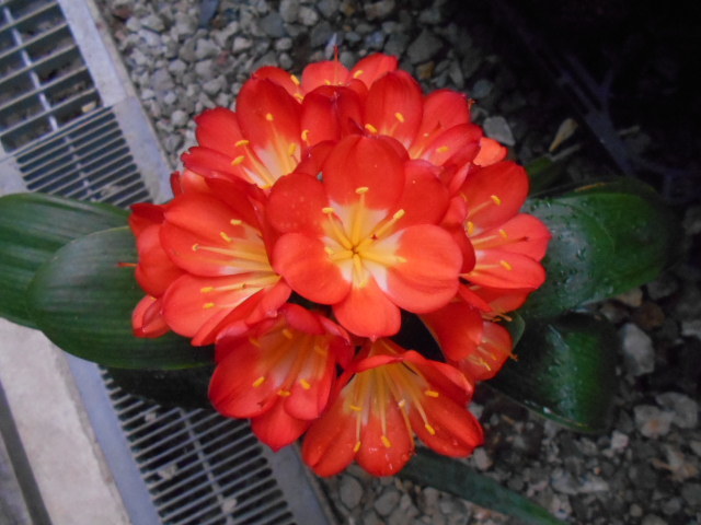 クンシラン 君子蘭 超レア ダルマ黄花 割子株 : SPY-456