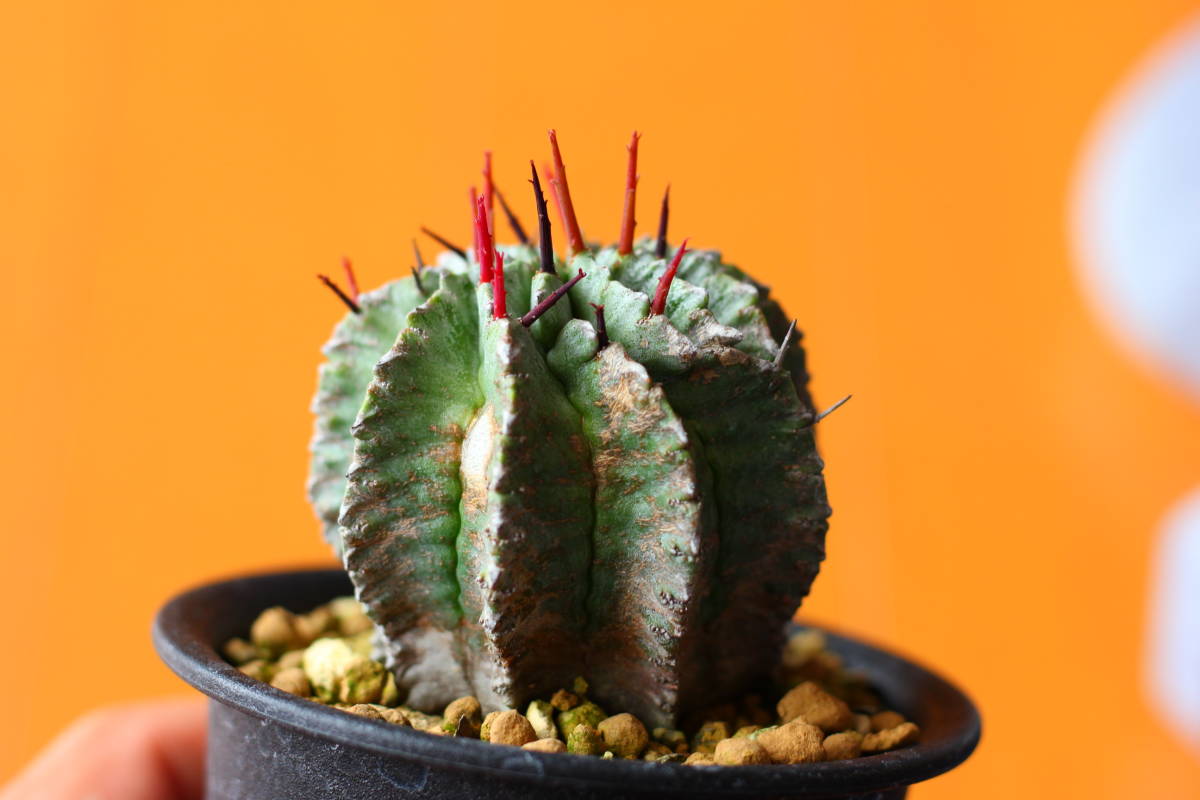 ユーフォルビア・ホリダ 現地株カキ仔 良質株 Euphorbia・horrida
