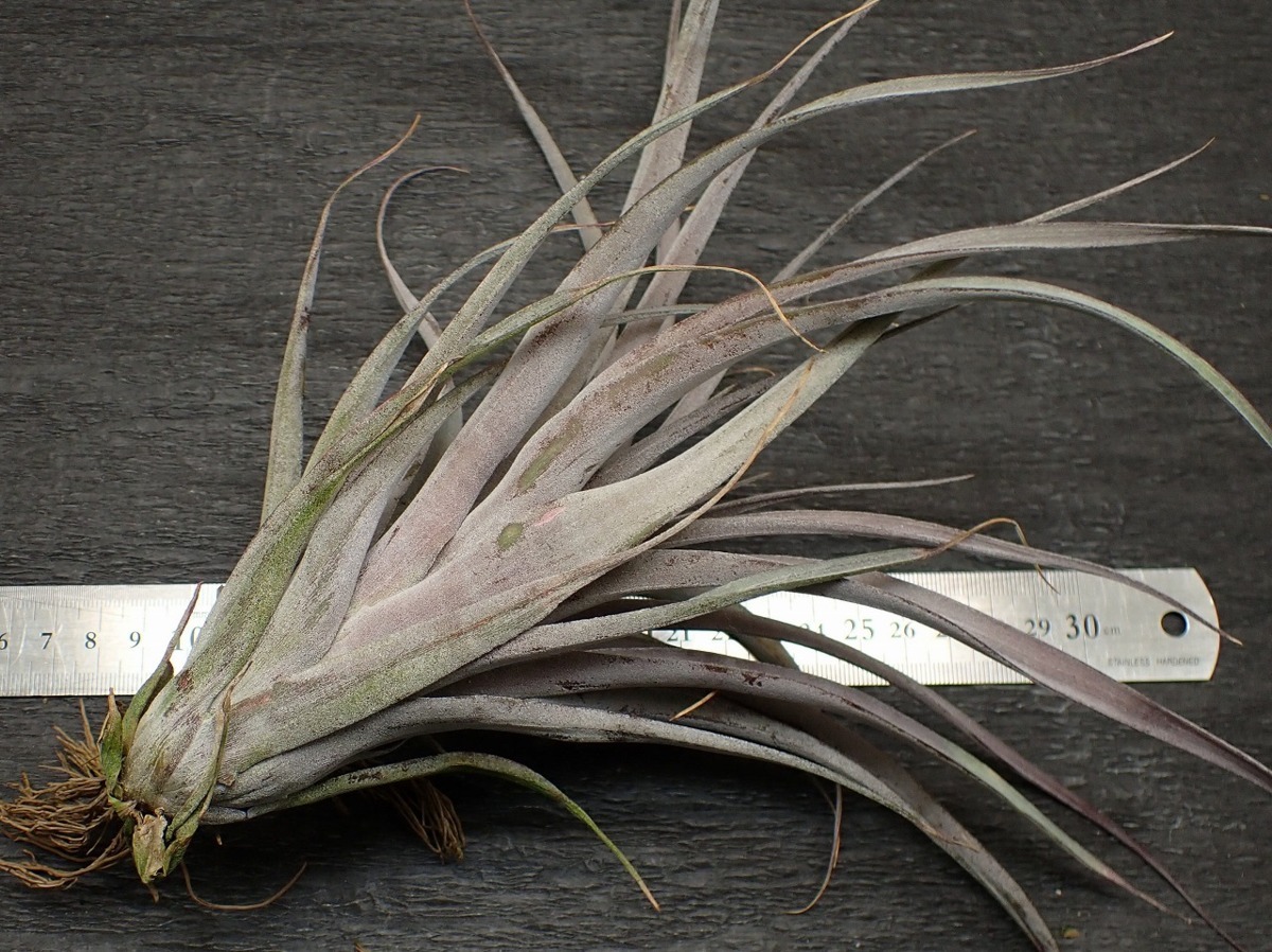 Tillandsia  