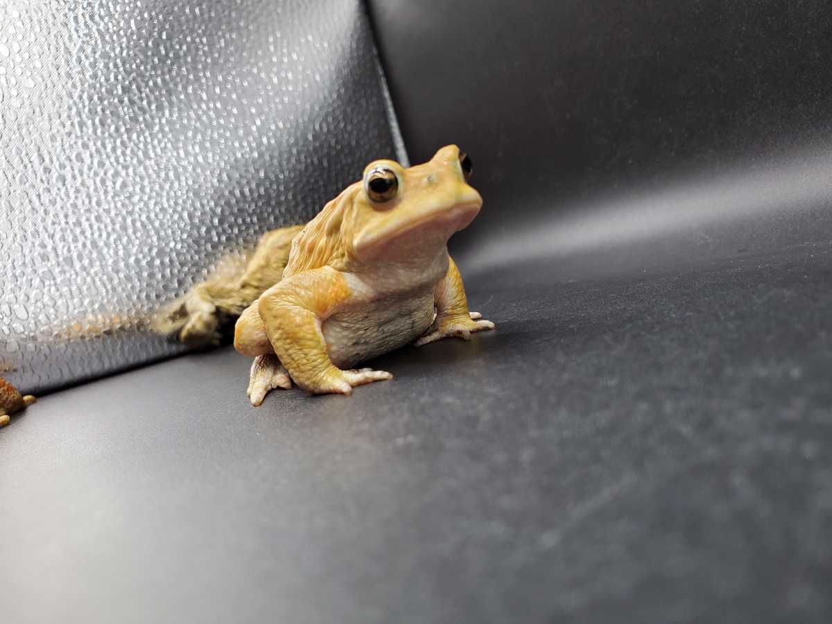 春夏新作モデル カエル帰る様専用 マジック ザ ギャザリング Www Greenbergdauber Com 春夏新作モデル カエル帰る様専用 マジック ザ ギャザリング Www Greenbergdauber Com