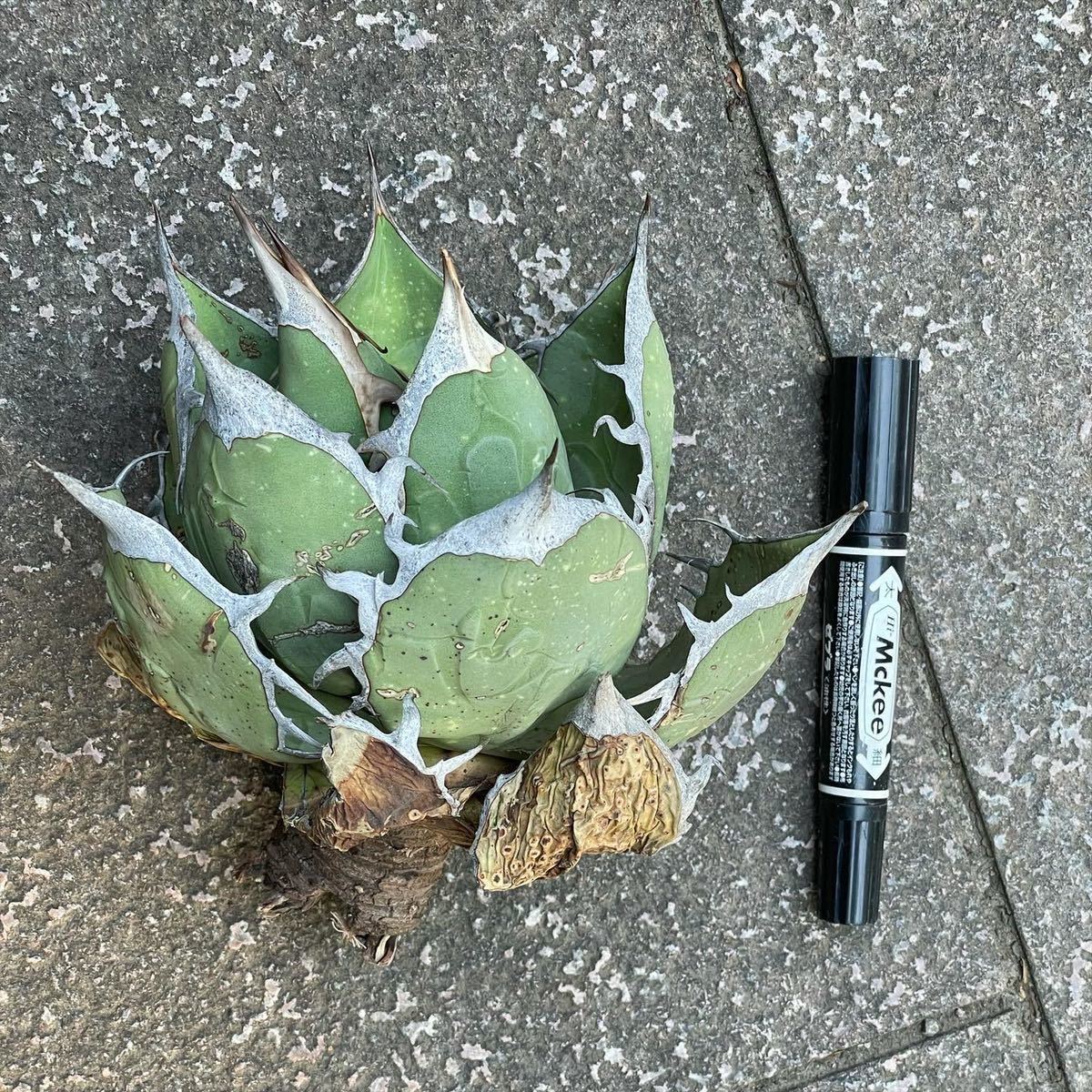【特良】現地株 アガベ オテロイ Agave titanota チタノタ