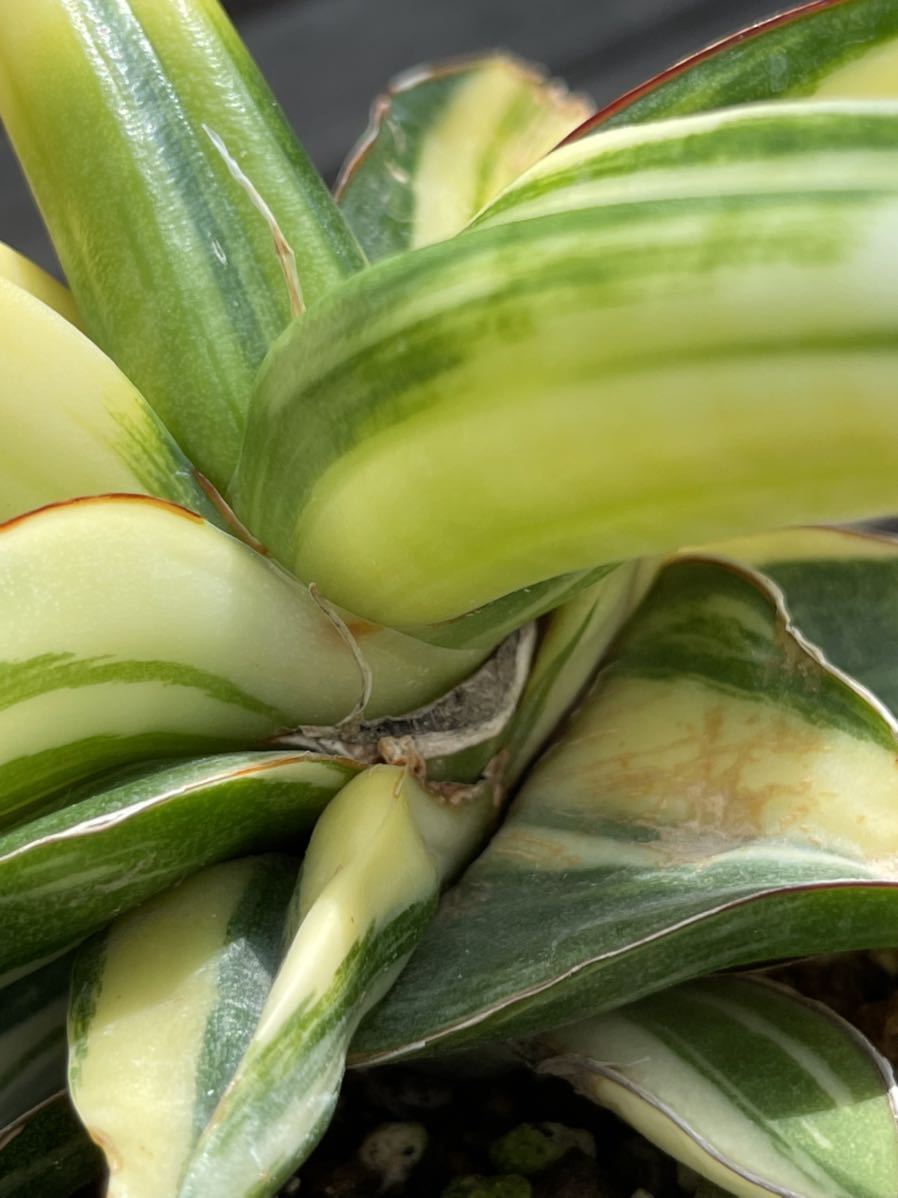 サンスベリア パテンス 斑入り パテンス サンスベリア 斑入り 園芸