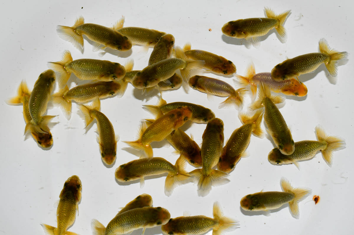 限定SALE，得価 ＜GPらんちゅう＞ 遠州らんちゅう会 鈴木順治会長 上物入り当歳 ２５匹 約５ｃｍ ① 動画(らんちゅう)｜売買されたオークション情報、yahooの商品情報をアーカイブ公開 - オークファン らんちゅう