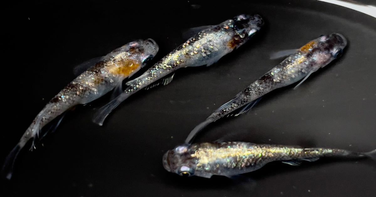 メダカ】雷霆 2ペア