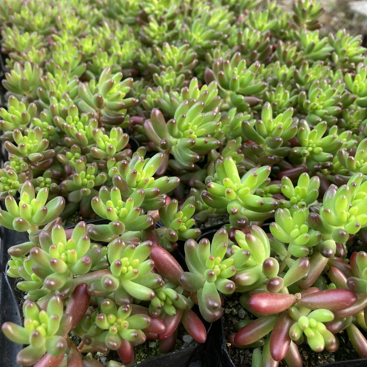 魅惑の多肉植物 数量3 セダム 虹の玉 4ポット 苗 売買されたオークション情報 Yahooの商品情報をアーカイブ公開 オークファン Aucfan Com 魅惑の多肉植物 数量3 セダム 虹の玉 4ポット 苗 売買されたオークション情報 Yahooの商品情報をアーカイブ公開 オークファン Aucfan Com