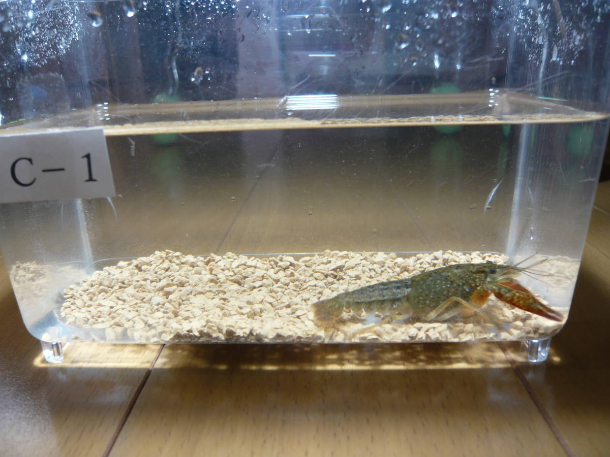 送料198円 C 1 成長の早いオス アメリカザリガニ スノースパイン レインボー メダカ水槽 Red Talons Blue Crayfish 甲殻類 売買されたオークション情報 Yahooの商品情報をアーカイブ公開 オークファン Aucfan Com 送料198円 C 1 成長の早いオス アメリカザリガニ スノースパイン レインボー メダカ水槽 Red Talons Blue Crayfish 甲殻類 売買されたオークション情報 Yahooの商品情報をアーカイブ公開 オークファン Aucfan Com