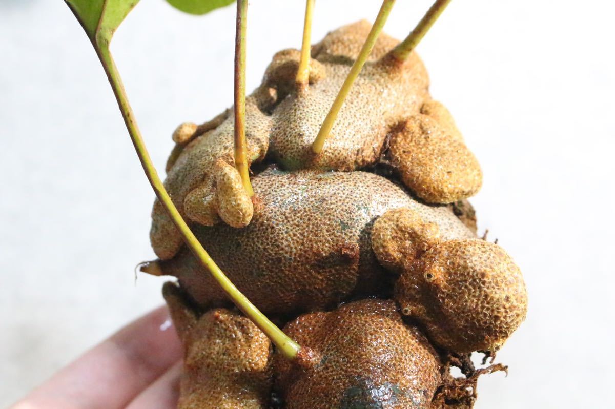 2 ▽Lecanopteris crustasea WILD▽ ワイルド　レカノプテリス　アリ植物　【PLANET】ビカクシダ 