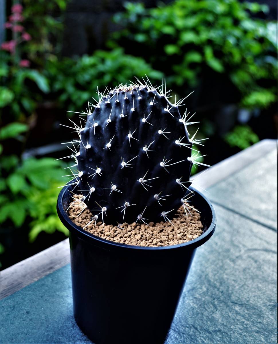 ☆多肉植物☆サボテン☆【ガラパゴス 団扇】Opuntia galapageia・黒紫