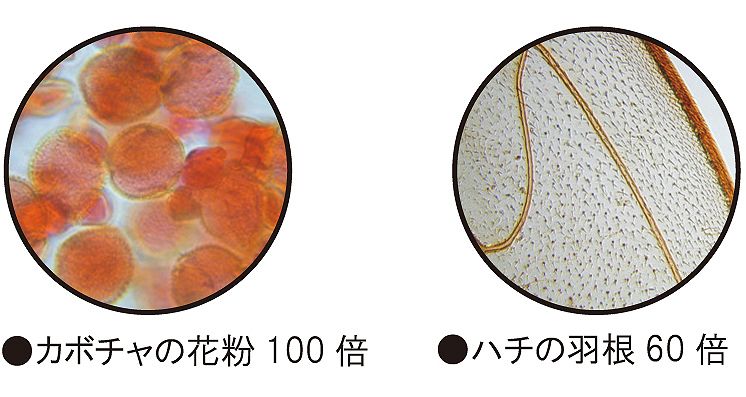 最大倍率 １５００倍 本格学習用顕微鏡 国内製備品 安定のメカニカルステージ標準装備 小学高学年 中学生のプレゼントにも最適 顕微鏡 売買されたオークション情報 Yahooの商品情報をアーカイブ公開 オークファン Aucfan Com