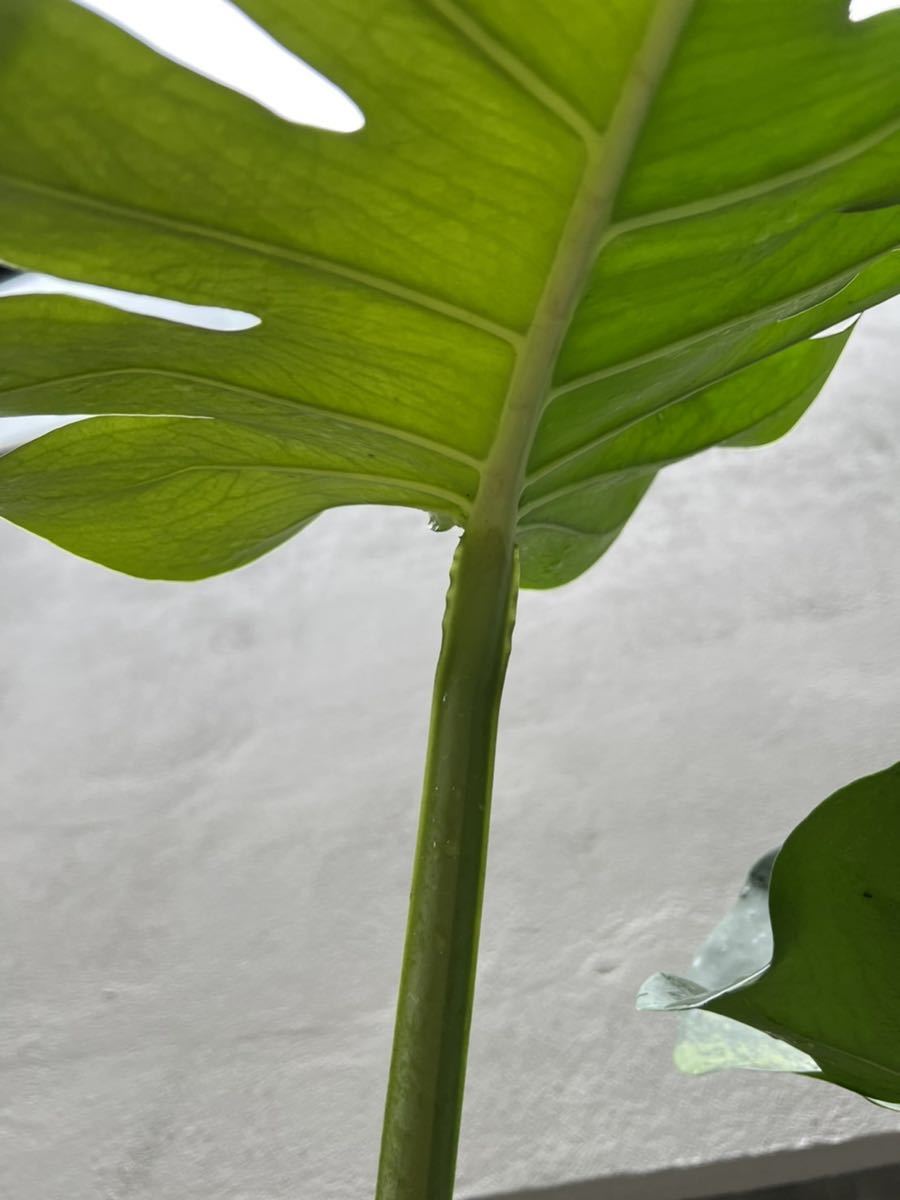 Monstera Deliciosa Mint “Two Tone “モンステラ デリシオーサ ミント