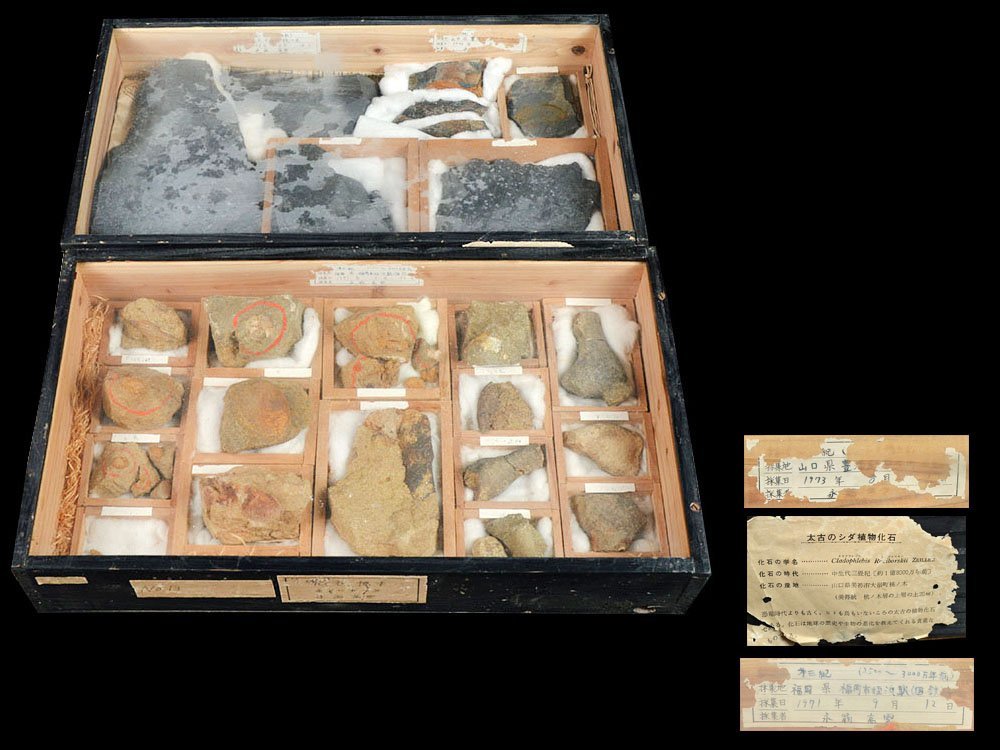 雲】某有名コレクター買取品 化石標本 大量まとめて シダ 総重量約5.2