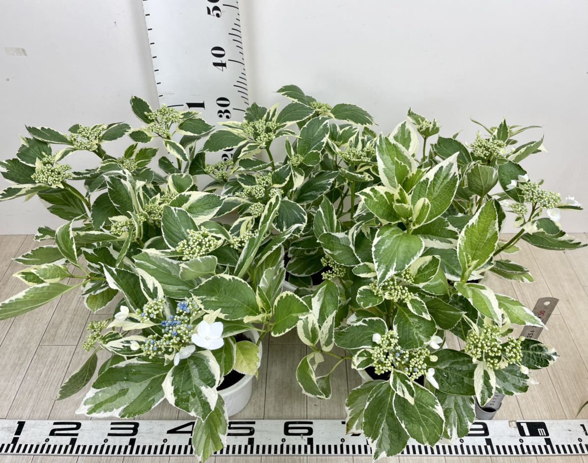 斑入りアジサイ 紫陽花 5号鉢 5鉢セット 現品販売 アジサイ 売買されたオークション情報 Yahooの商品情報をアーカイブ公開 オークファン Aucfan Com