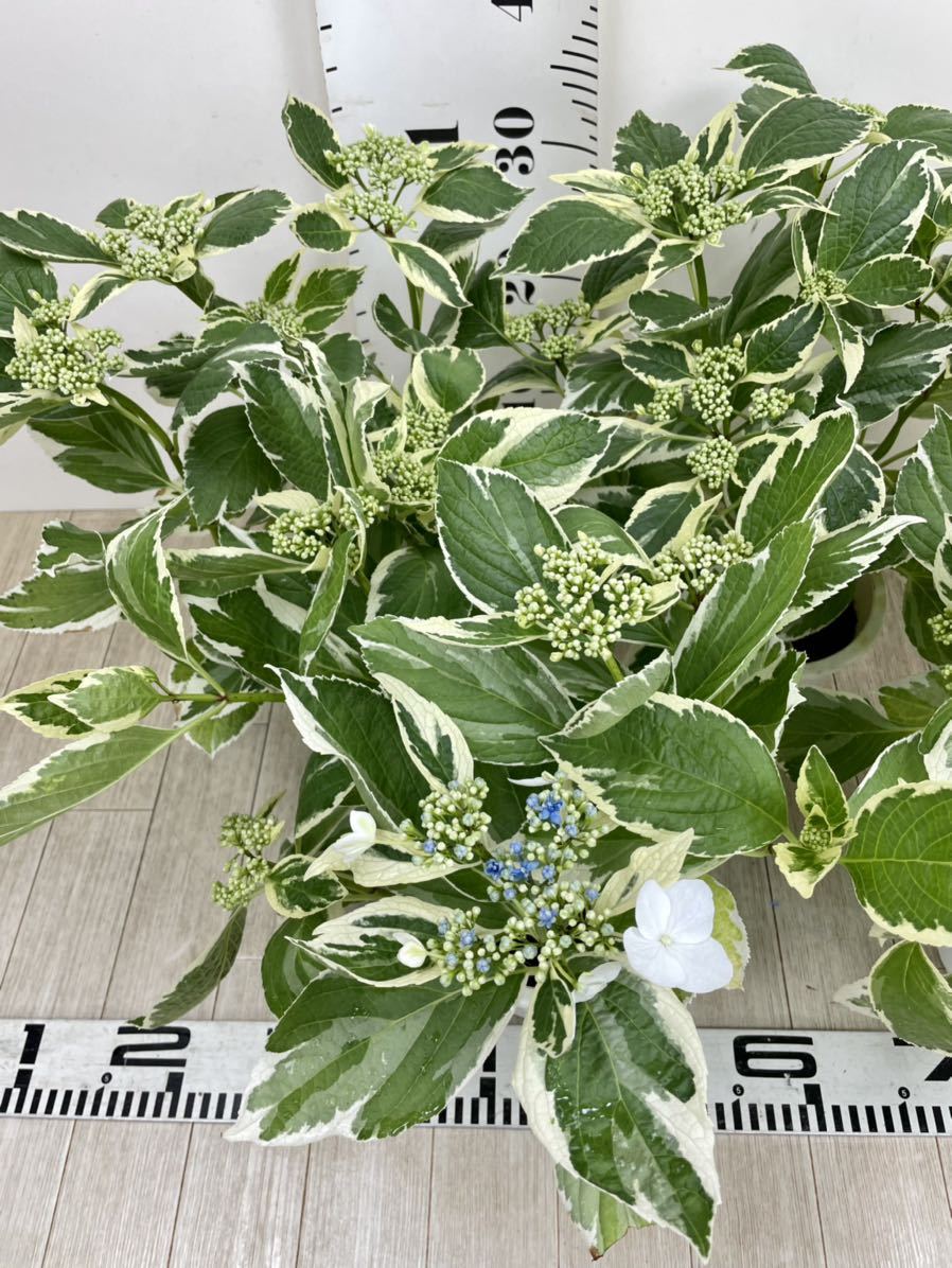 斑入りアジサイ 紫陽花 5号鉢 5鉢セット 現品販売 アジサイ 売買されたオークション情報 Yahooの商品情報をアーカイブ公開 オークファン Aucfan Com