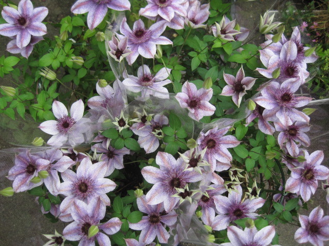 クレマチス開花株 妖精のゆらぎ 6号鉢 苗 売買されたオークション情報 Yahooの商品情報をアーカイブ公開 オークファン Aucfan Com クレマチス開花株 妖精のゆらぎ 6号鉢 苗 売買されたオークション情報 Yahooの商品情報をアーカイブ公開 オークファン Aucfan Com