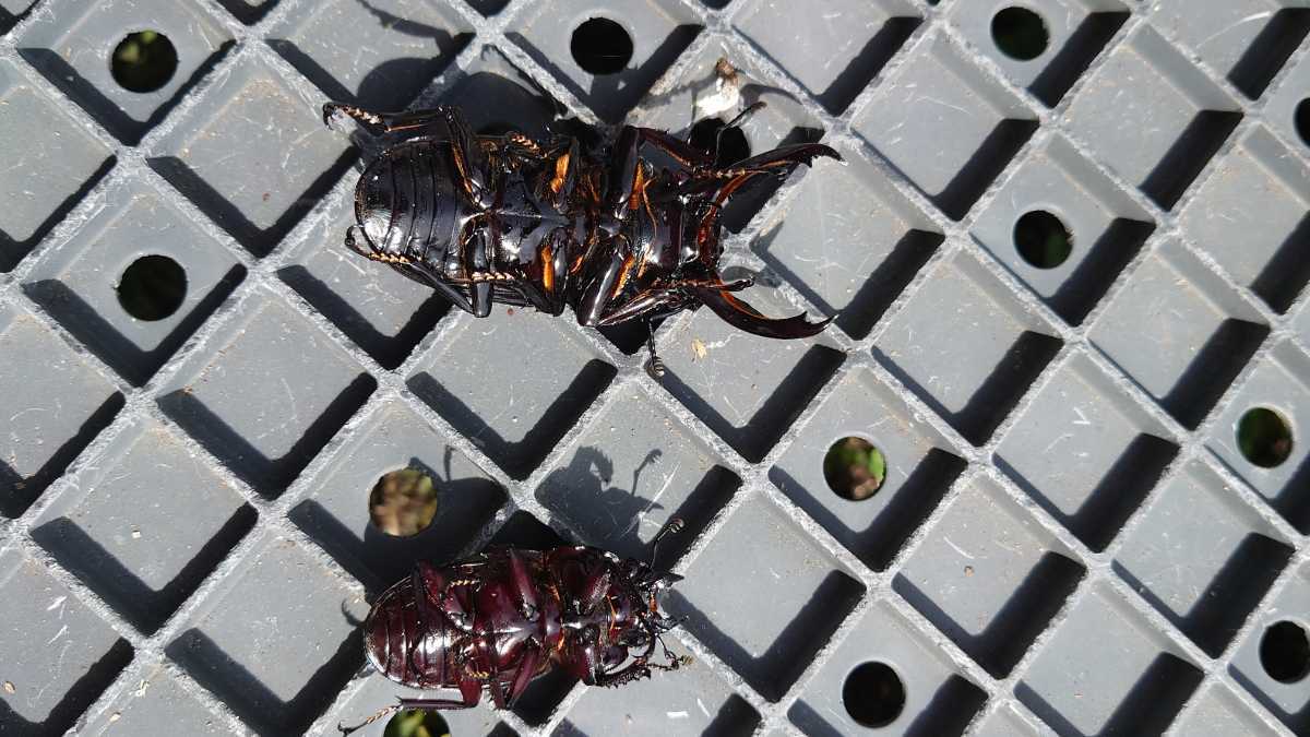 赤目赤レギウス成虫ペア♂77mm♀47mm