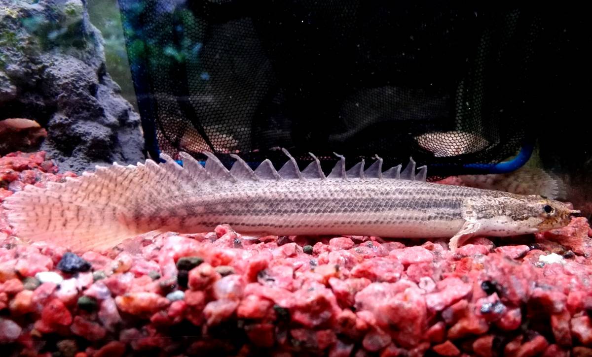 OASISAQUA ポリプ ビキールspコリバ 約10cm個体 水槽入れ換え超特価