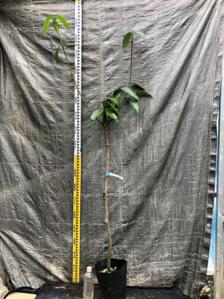 マンゴスチン苗木☆アチャチャイル(ボリビアマンゴスチン)実生6年苗