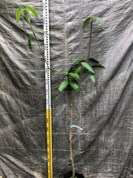 マンゴスチン苗木☆アチャチャイル(ボリビアマンゴスチン)実生6年苗