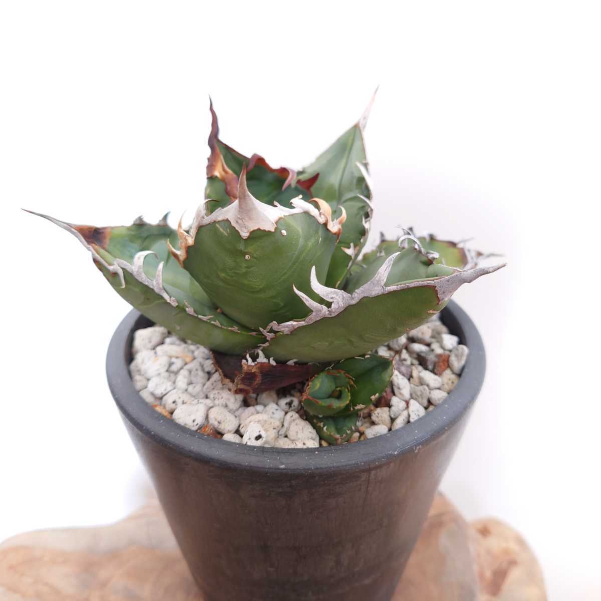 定番，人気セール アガベ チタノタ 強棘 特選株 fo076 Agave titanota 子株 検索 ホリダ 白鯨 レッドキャット GODZILLA(アガベ)｜売買されたオークション情報、yahooの商品情報をアーカイブ公開 - オークファン アガベ