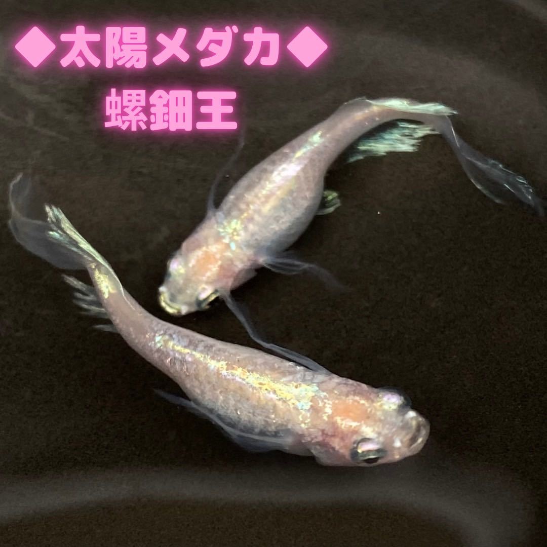 王太子妃になんてなりたくない!! 王太子妃編10 最高のメダカ王妃の 
