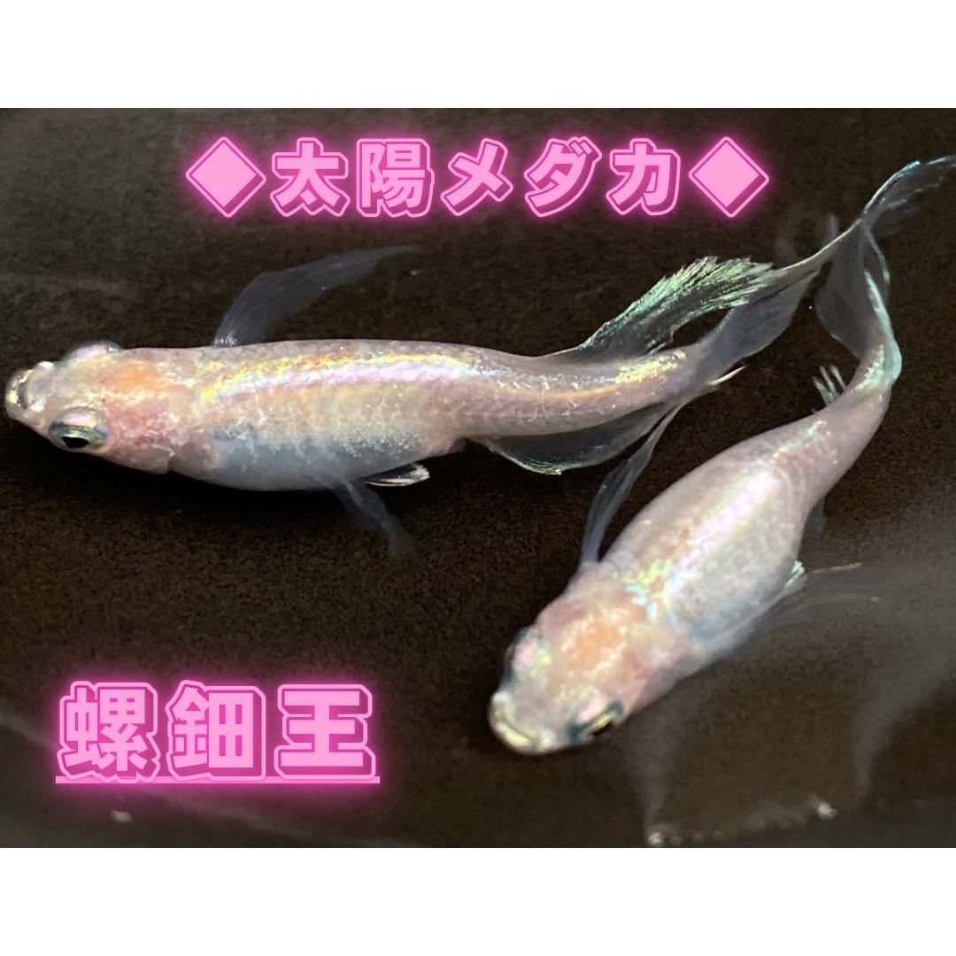 王太子妃になんてなりたくない!! 王太子妃編10 最高のメダカ王妃の 