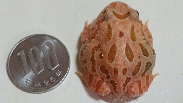 極美!激赤のストロベリーツノガエルその5