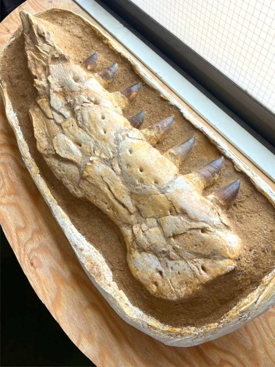博物館クラス！大型！モササウルス（プログナトドン）の顎と歯