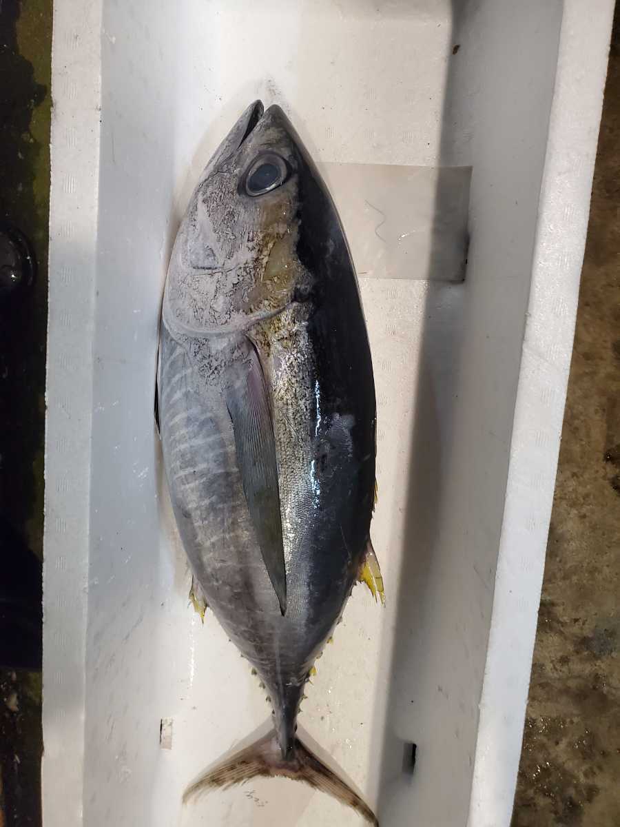 だるままぐろ1匹3 98キロ メバチマグロの若魚 メバチマグロ 売買されたオークション情報 Yahooの商品情報をアーカイブ公開 オークファン Aucfan Com