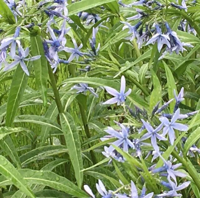 毎年咲く 植えっぱなしok 多年草 宿根草 ヤナギバチョウジソウ 抜き苗 3本 その他 売買されたオークション情報 Yahooの商品情報をアーカイブ公開 オークファン Aucfan Com