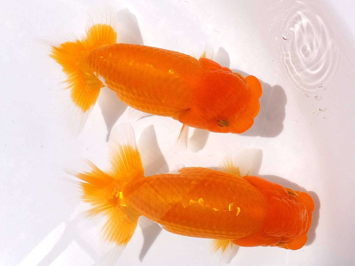 らんちゅう 二 | MK-R二歳魚、約13.5センチ、No，8146 会・種用