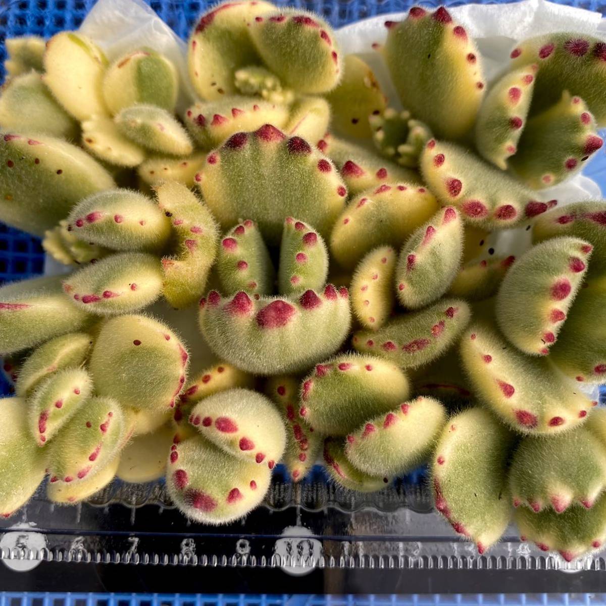 多肉植物 | - コチレドン 熊童子錦 熊童子錦の通販 メルカリ 熊童子 15 