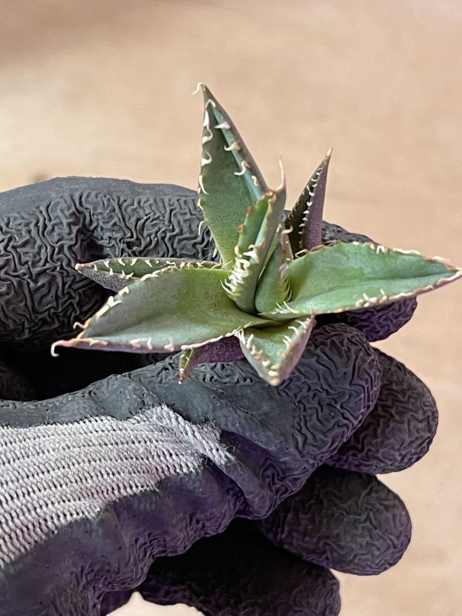 Agave titanota 地獄 フィリグリー 中株 アガベ チタノタ