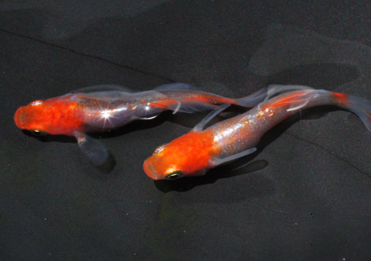 特選強朱 最強 プラチナ牡丹めだか ヒカリ体型の有精卵個 5個 めだか 売買されたオークション情報 Yahooの商品情報をアーカイブ公開 オークファン Aucfan Com