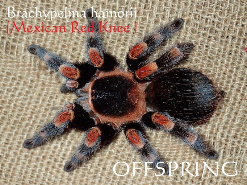 100%新品，大得価 5cm 死着補有 正規輸入品 メキシカンレッドニー Brachypelma hamorii タランチュラ(その他)｜売買されたオークション情報、yahooの商品情報をアーカイブ公開 - オークファン その他
